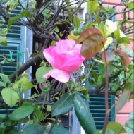 Rosa del giardino